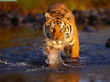 虎 Painting - クリーク・クロッシング川